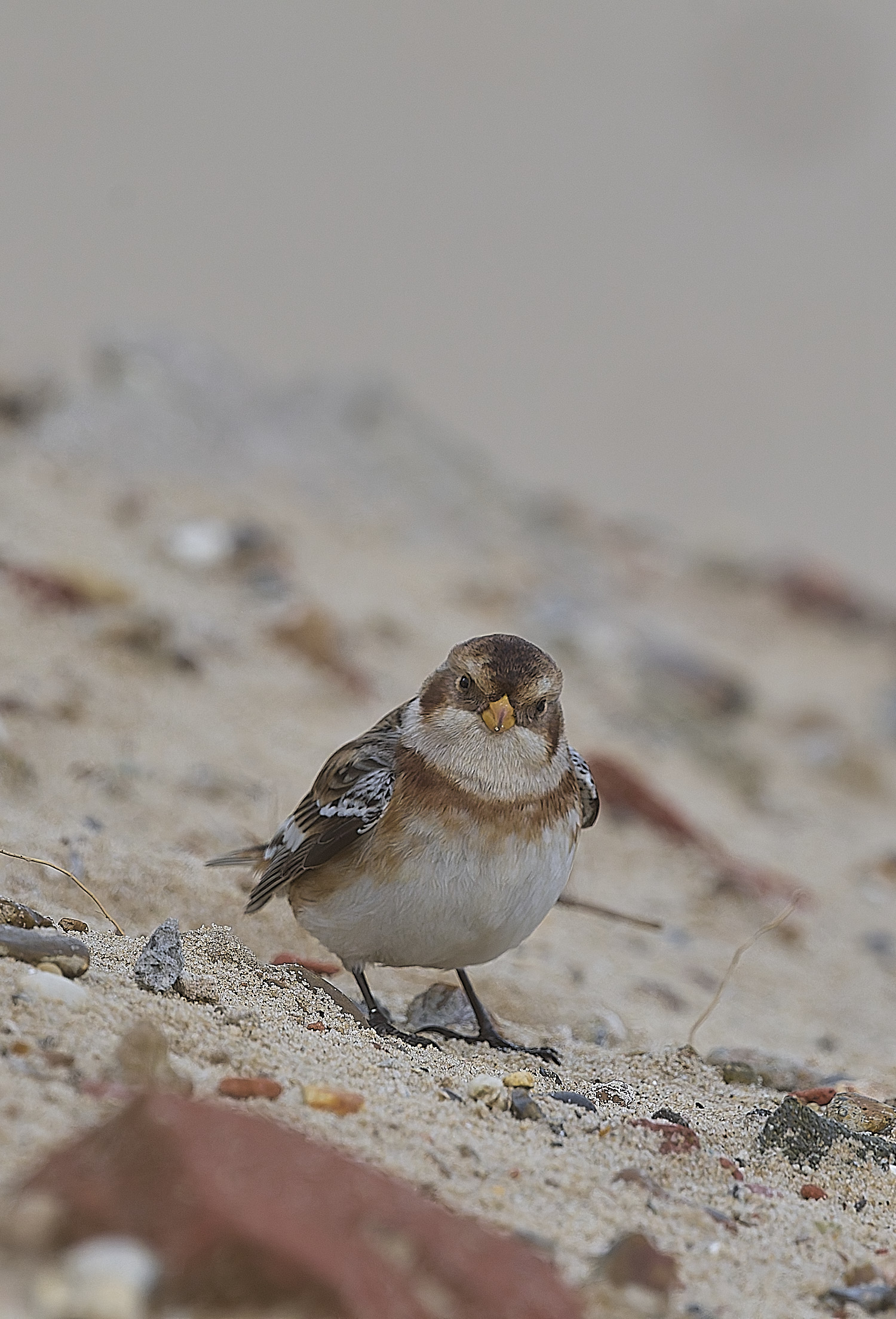 WintertonSnowBunting240126-14