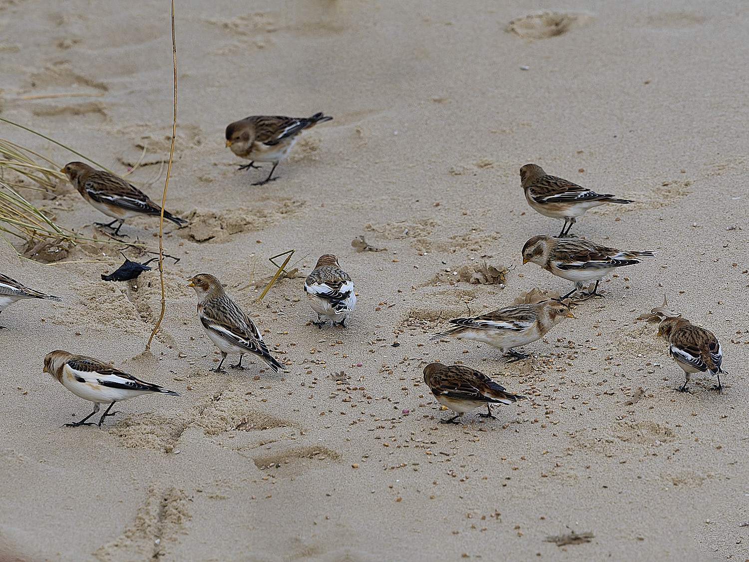 WintertonSnowBunting240126-15