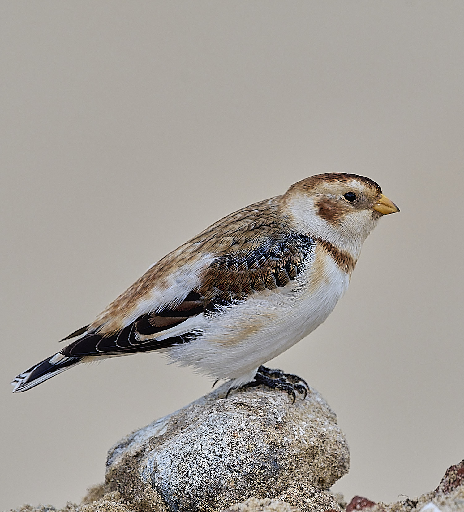 WintertonSnowBunting240126-35