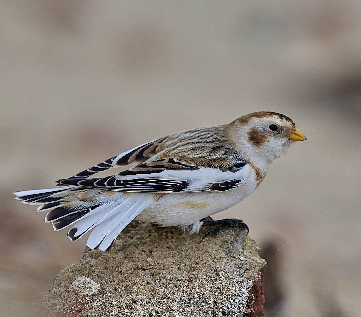 WintertonSnowBunting240126-9
