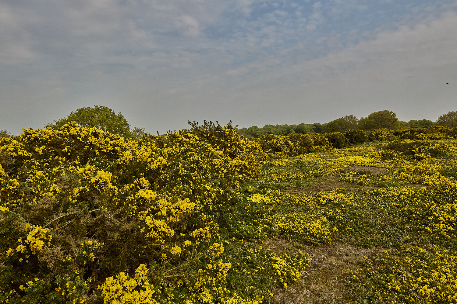 WivetonDown270426-1