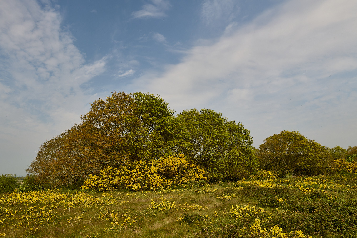 WivetonDown270426-2