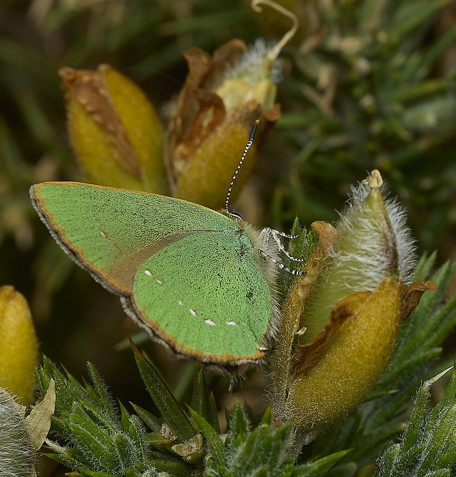 WivetonDownGreenHairstreak270426-1