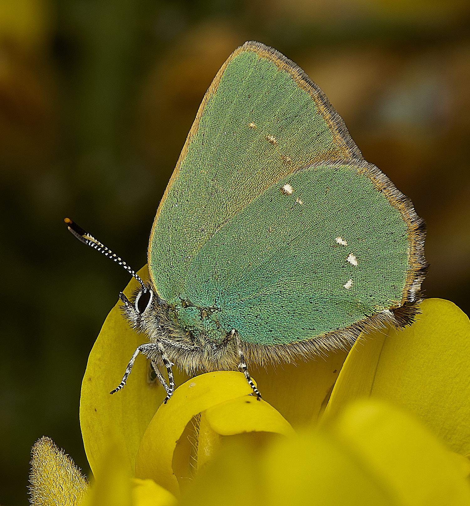 WivetonDownGreenHairstreak270426-10