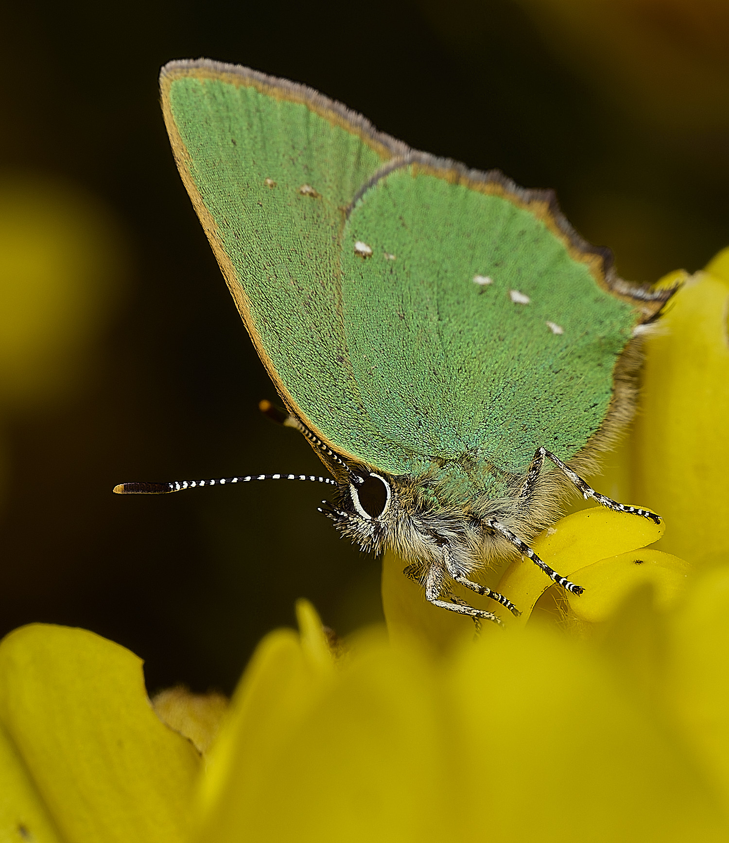 WivetonDownGreenHairstreak270426-11