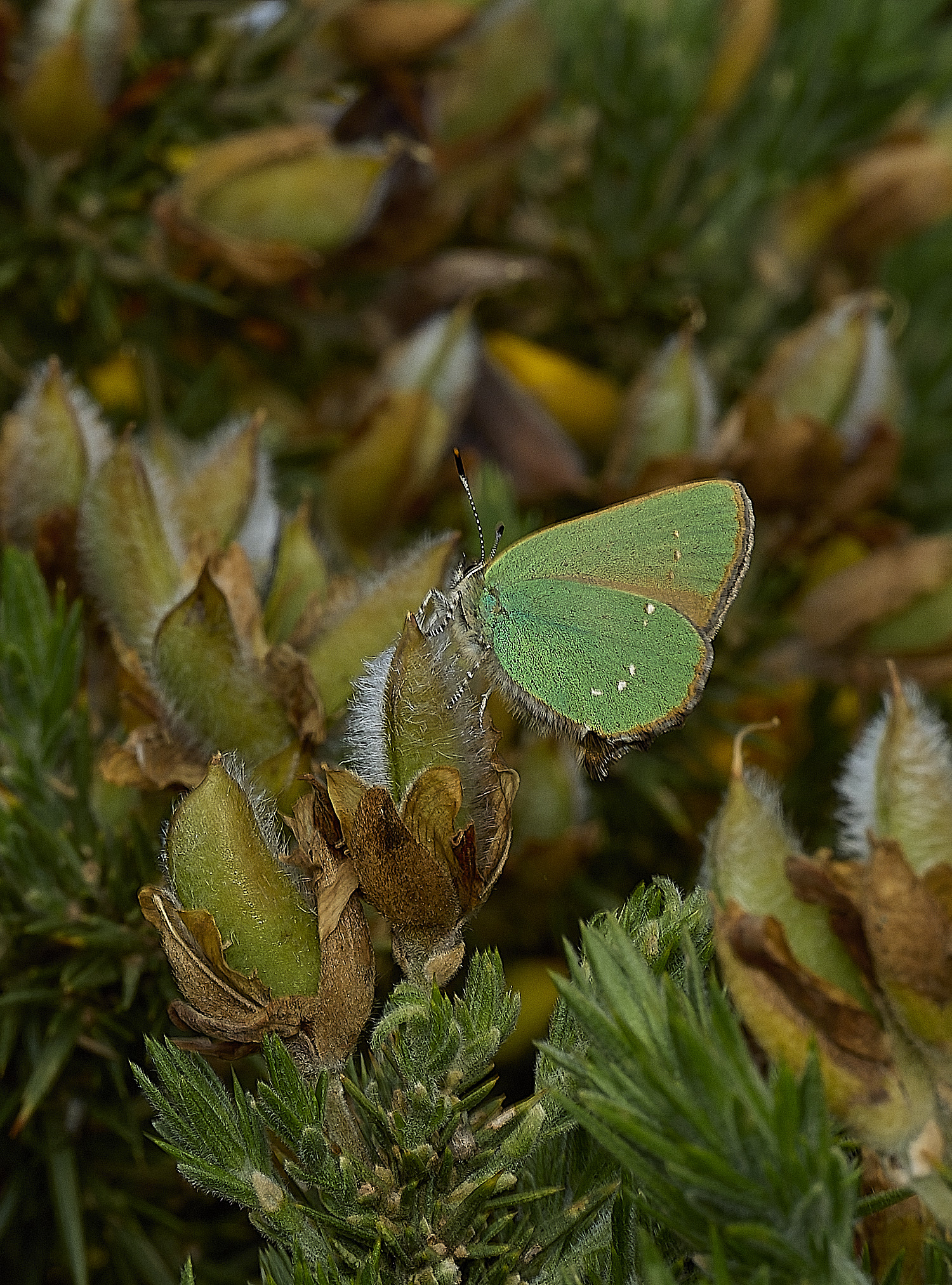 WivetonDownGreenHairstreak270426-2