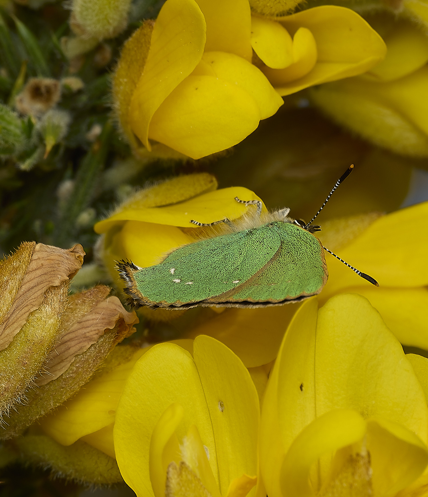 WivetonDownGreenHairstreak270426-3