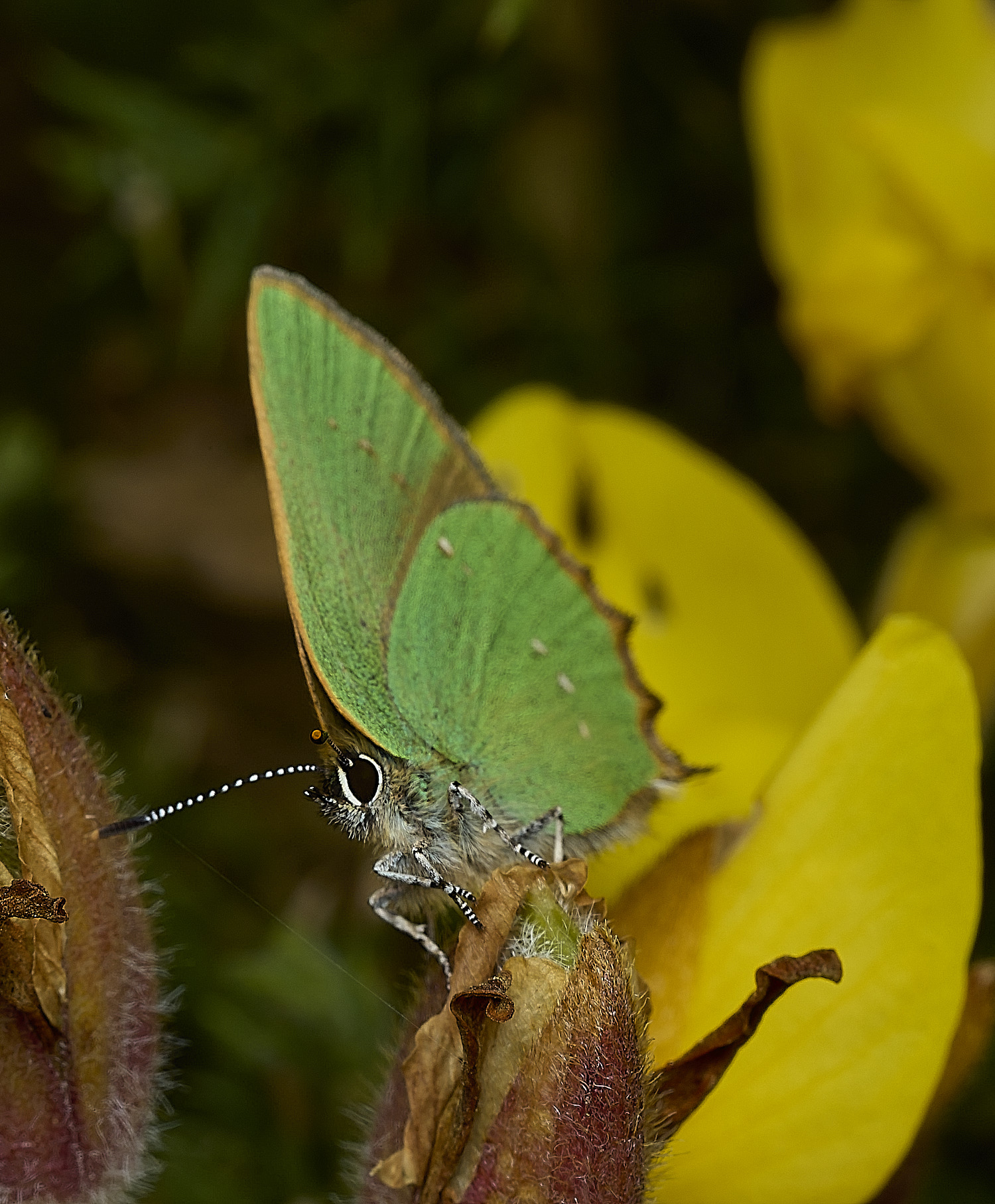 WivetonDownGreenHairstreak270426-4