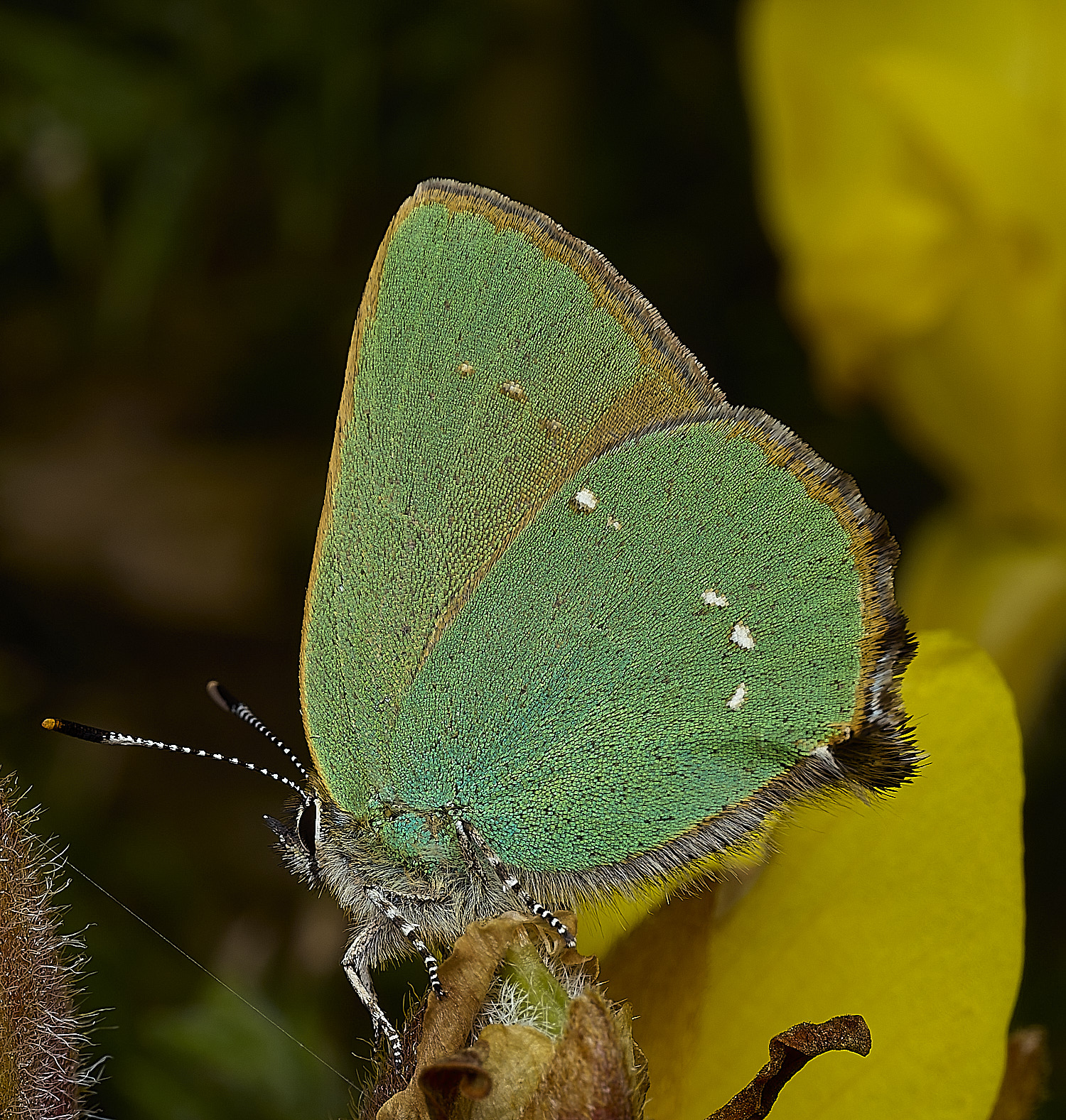 WivetonDownGreenHairstreak270426-5
