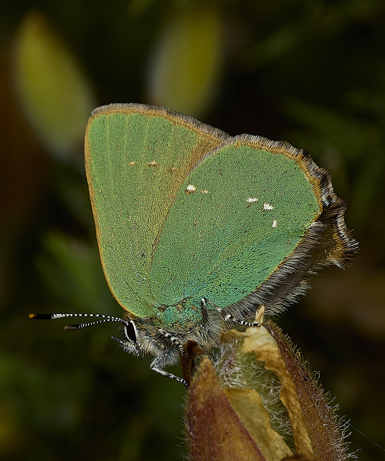 WivetonDownGreenHairstreak270426-6