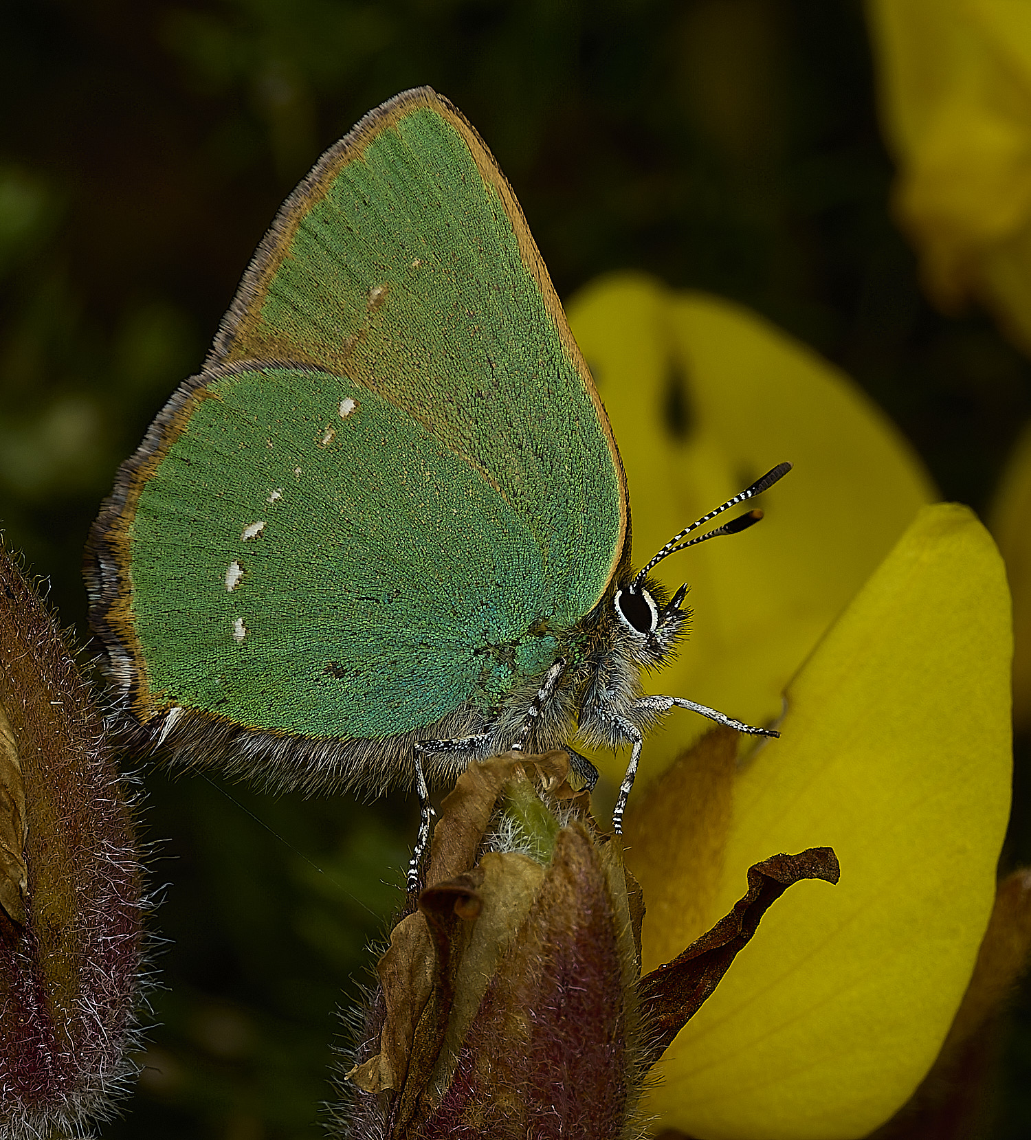WivetonDownGreenHairstreak270426-7
