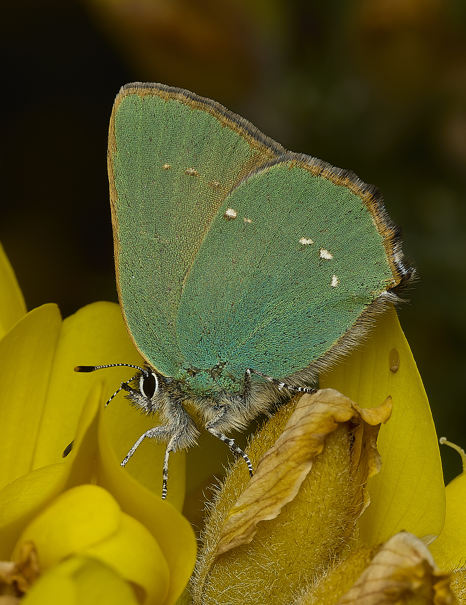 WivetonDownGreenHairstreak270426-8