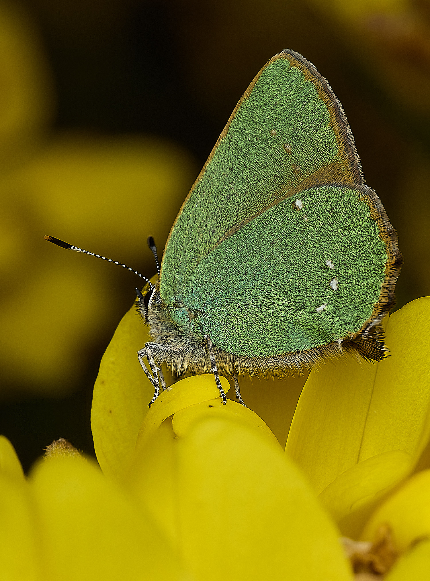 WivetonDownGreenHairstreak270426-9