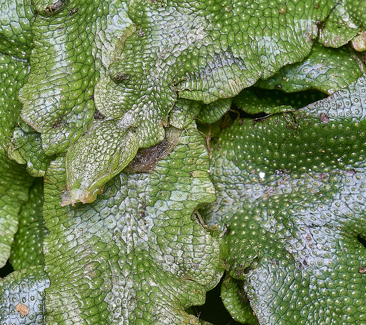 WolteronConocephalumconicum220226-2