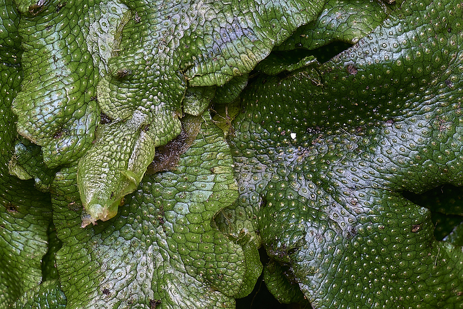 WolteronConocephalumconicum220226-3