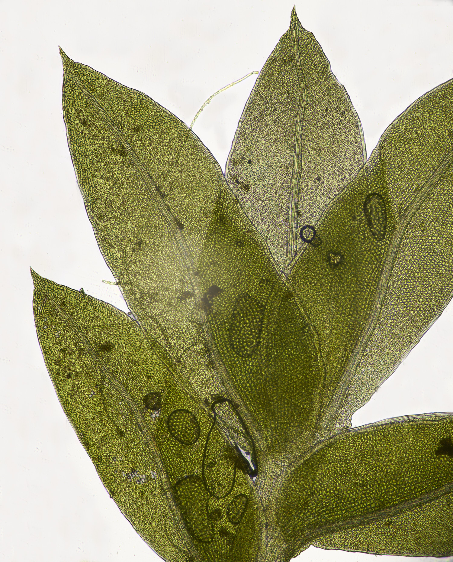 WoltertoFissidensbryoidesvarbryoides-2220226-2