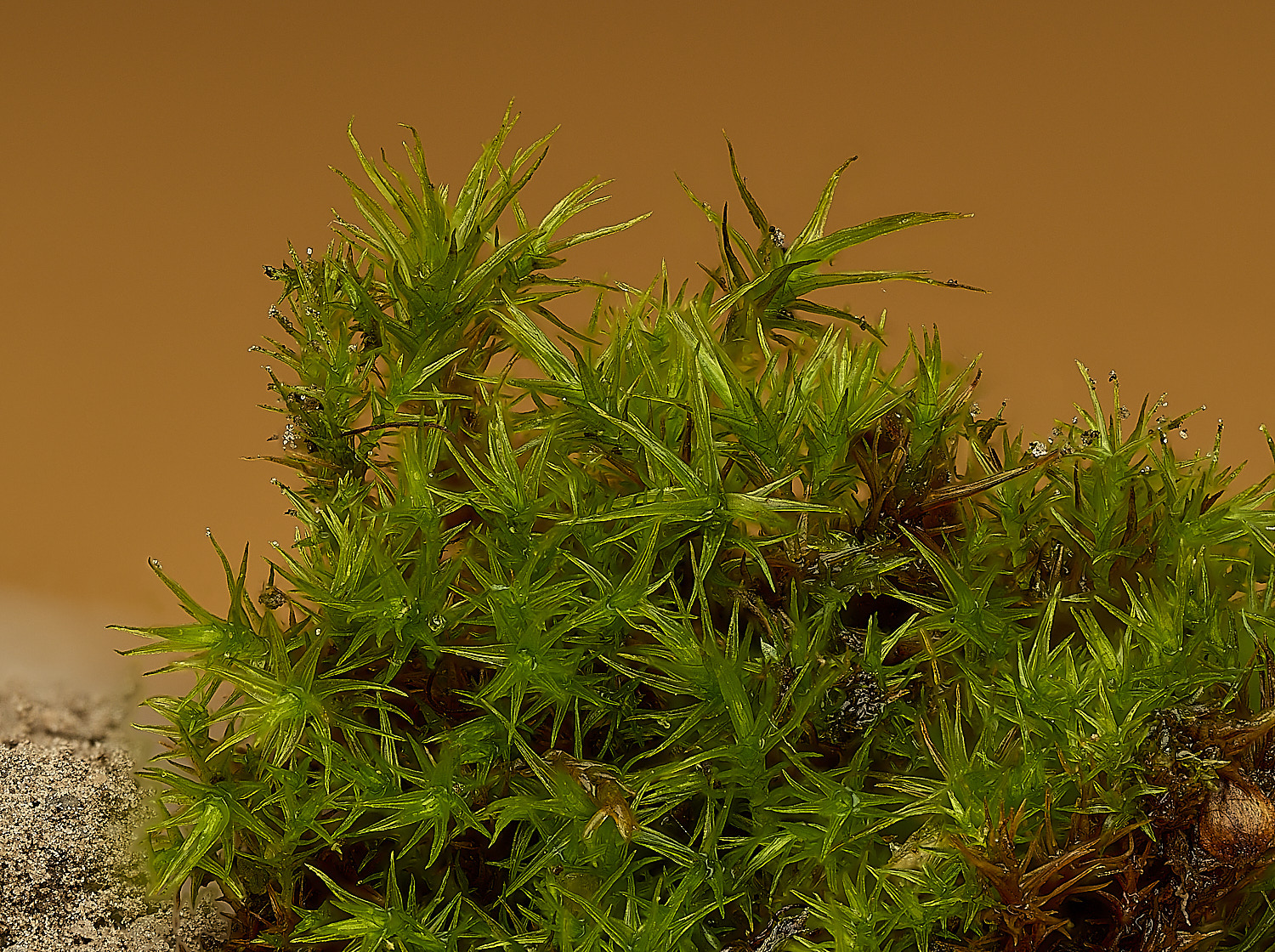 WoltertonBryoerythrphyllumrecurvirostrum220226-1