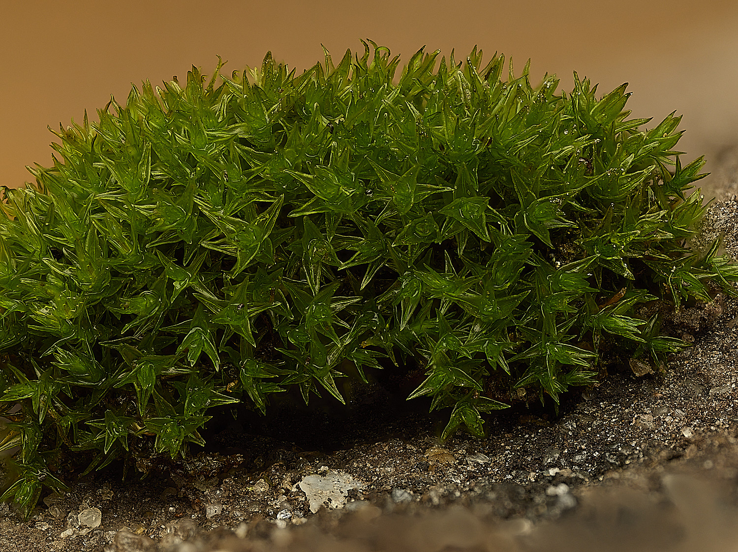 WoltertonDidimodonluridus220226-1