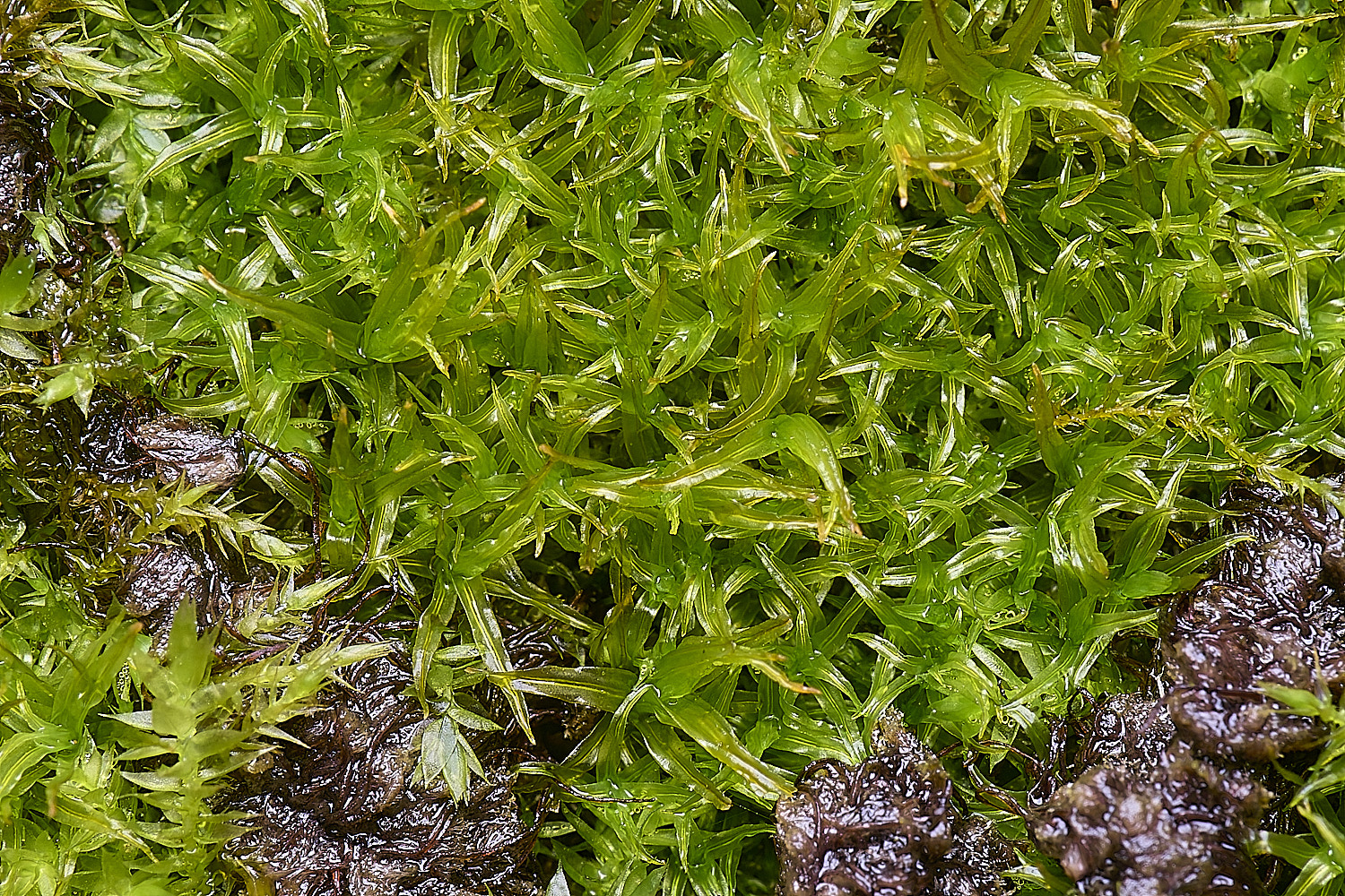 WoltertonDidymodonsinuosus220226-2