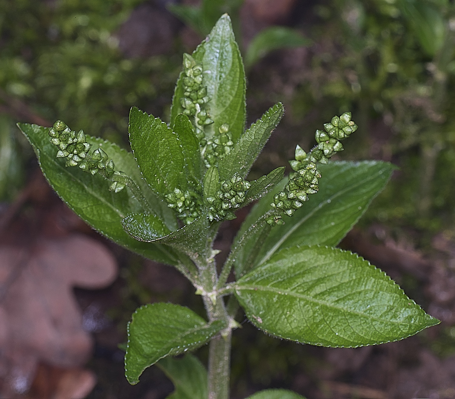 WoltertonDog'sMercury220226-1