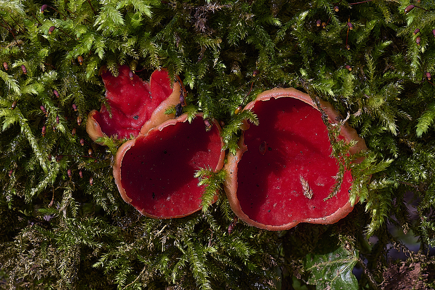 WoltertonElfCup220226-4