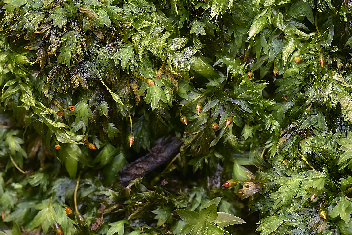 WoltertonFissidens220226-1