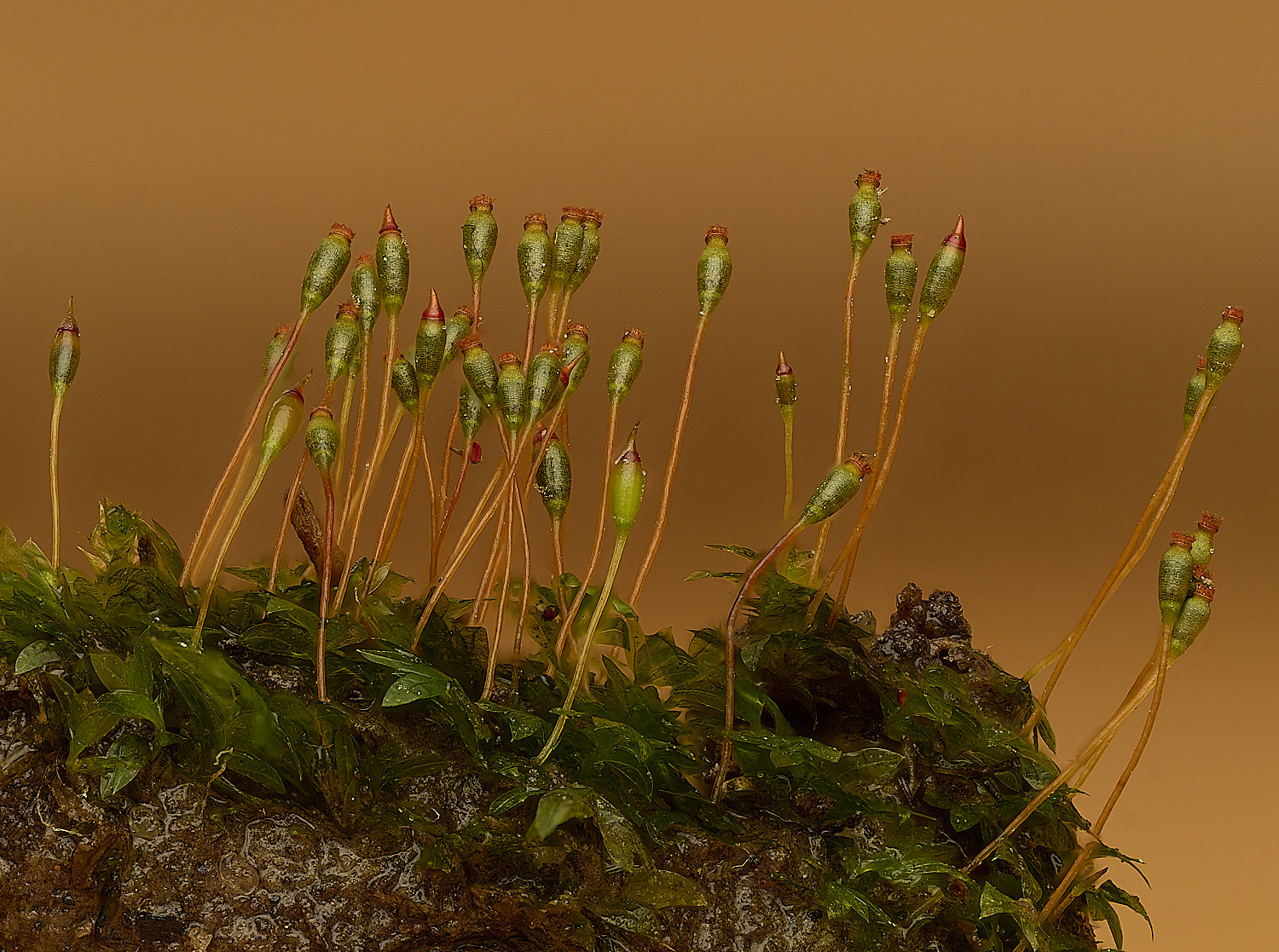 WoltertonFissidensbryoidesvarbryoides220226-3