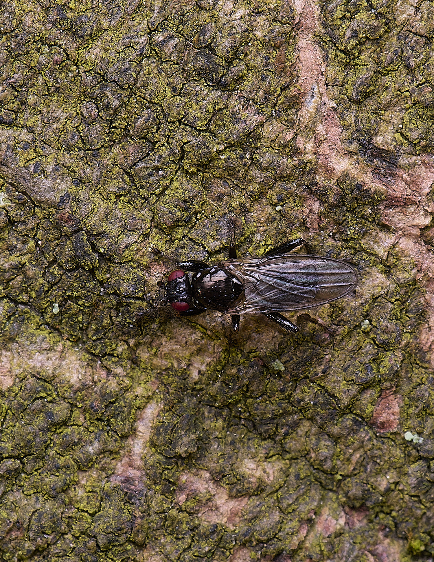 WoltertonFlySp220226-1