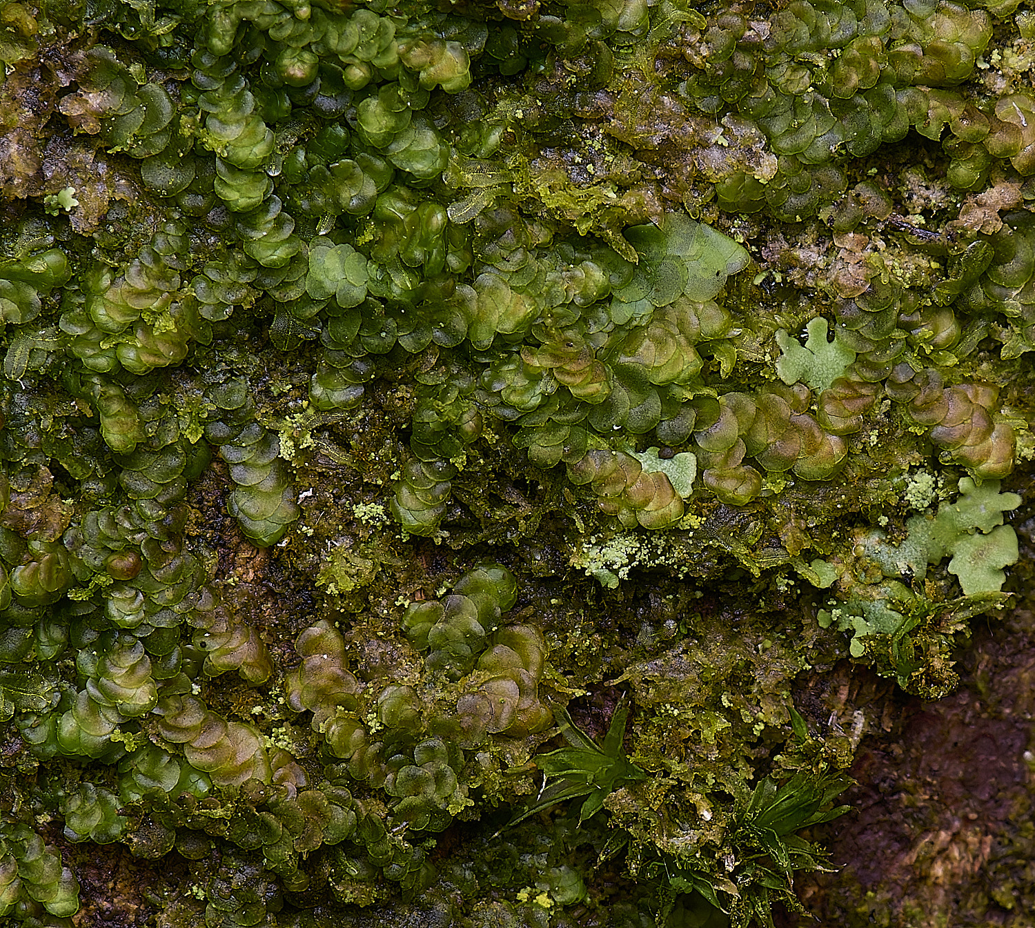 WoltertonFrullenia220226-4