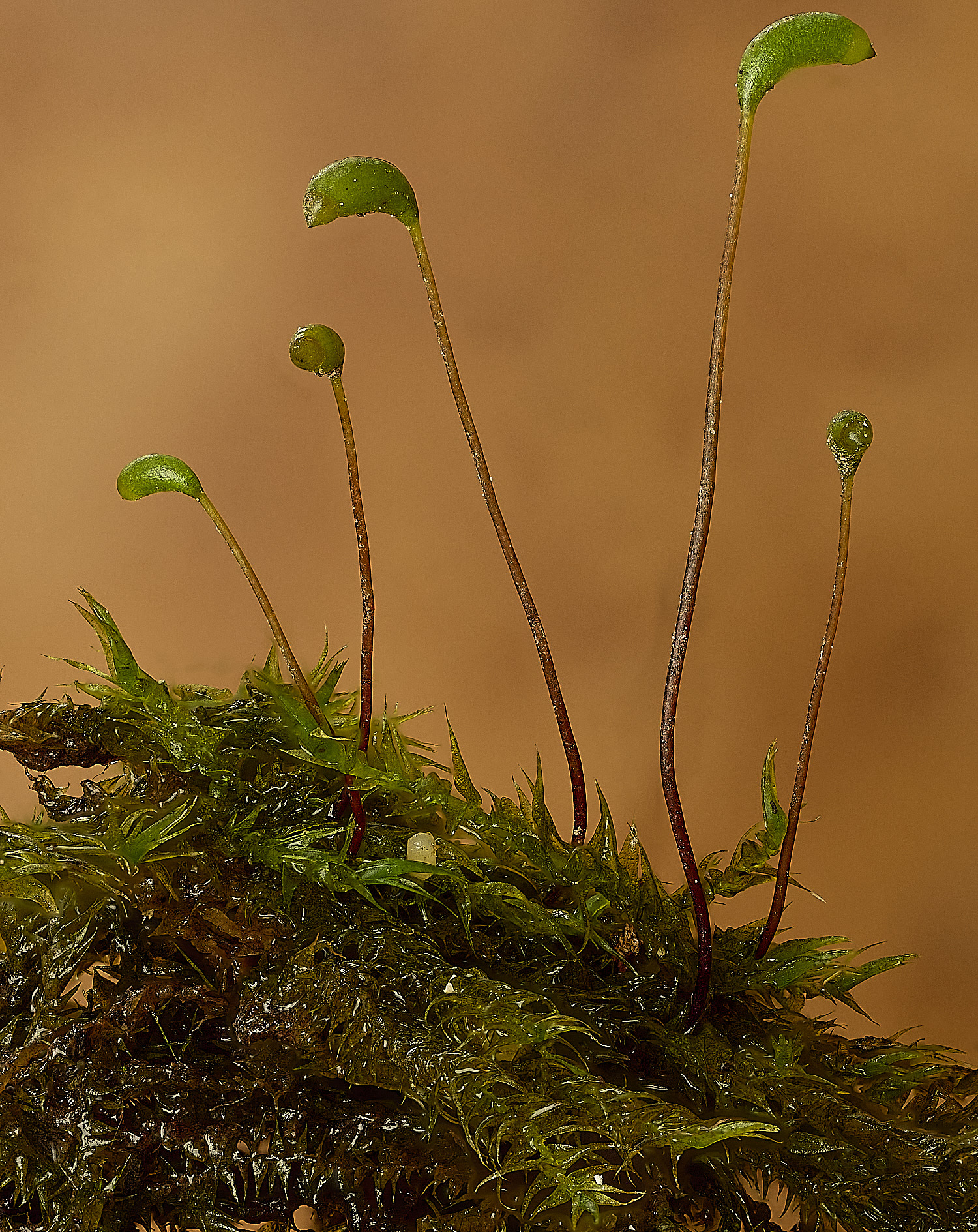 WoltertonKneiff'sFeather-moss220226-1