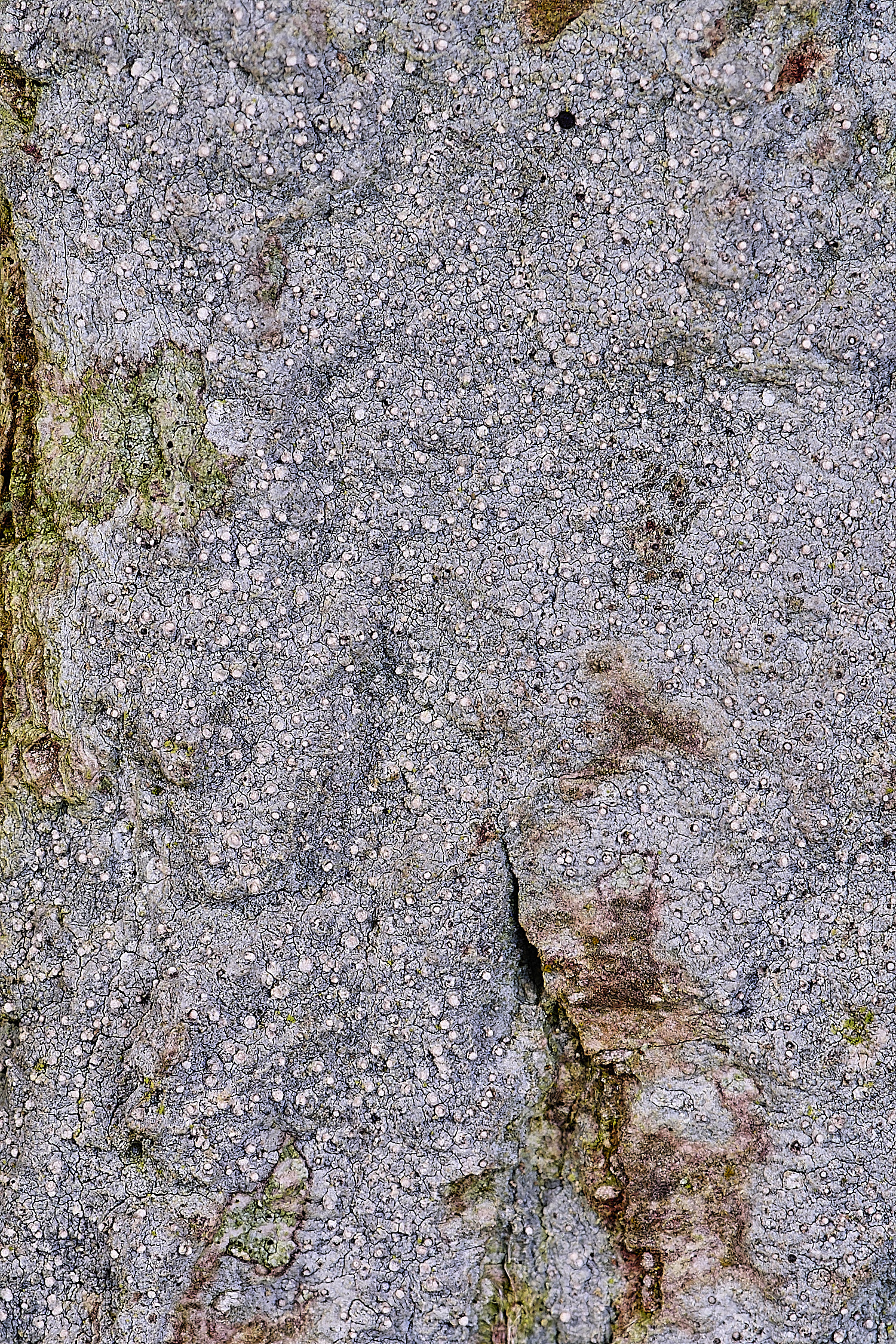 WoltertonLeconactisabietina220226-