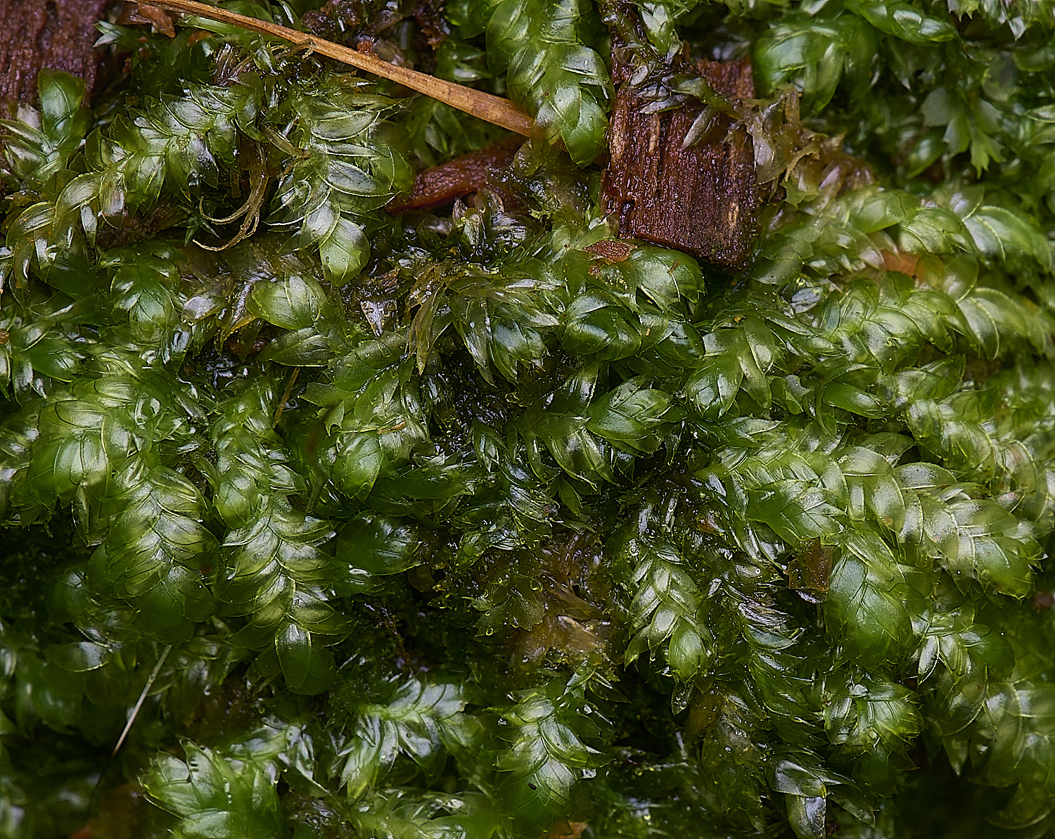 WoltertonPlagiothecium220226-1