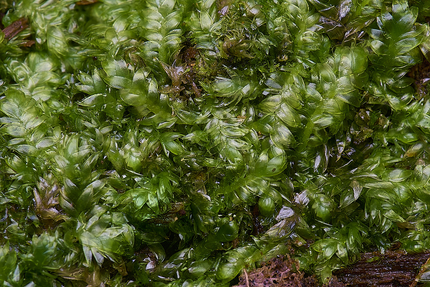 WoltertonPlagiothecium220226-2