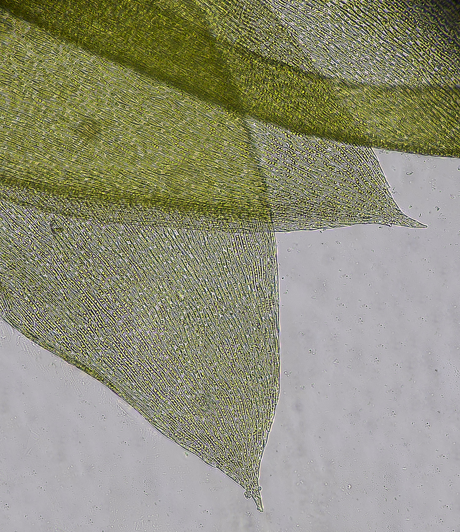 WoltertonPlagiotheciumcurvifolium22026-2