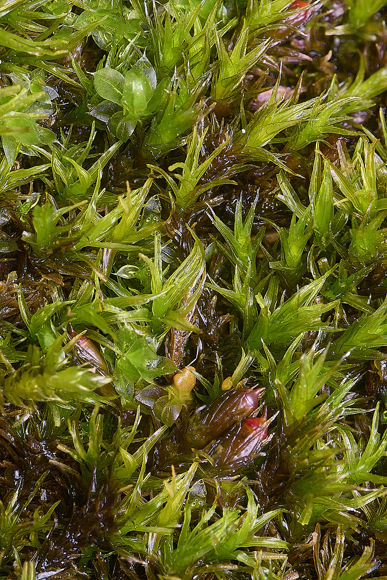 WoltertonSchistidumcrassipium220226-1