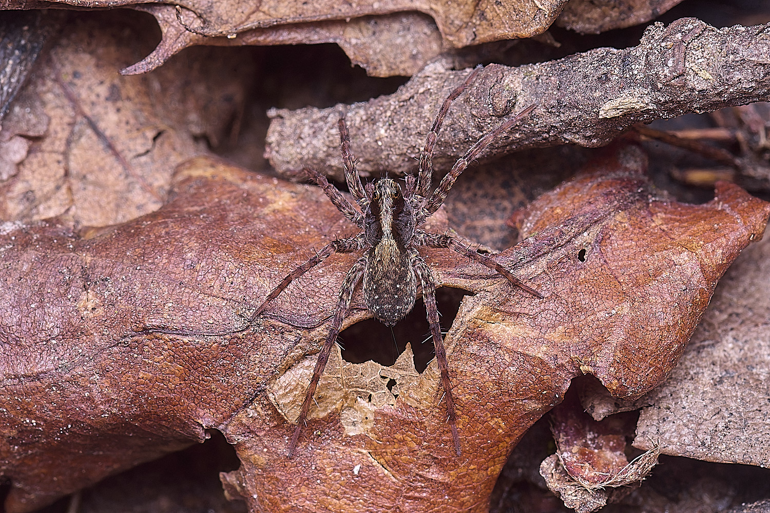 WoltertonSpiderSp220226-2